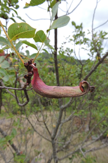 Pitcher on a tree